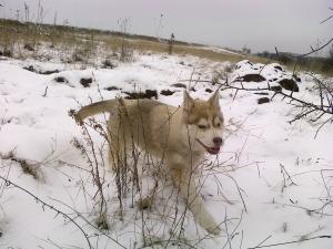 Прикачена снимка