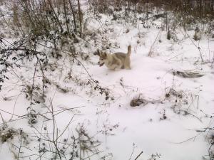 Прикачена снимка