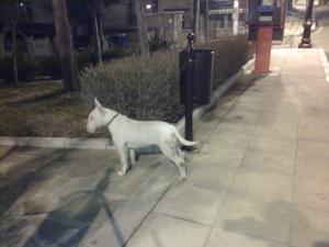 Прикачена снимка