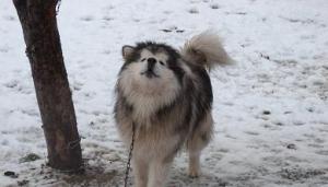 Прикачена снимка