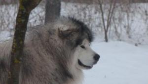 Прикачена снимка
