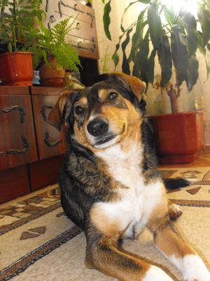 Прикачена снимка