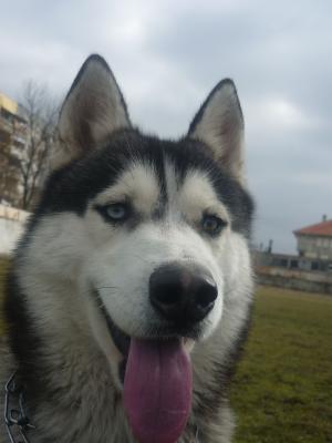 Прикачена снимка