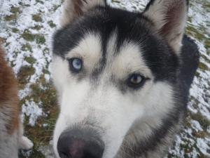 Прикачена снимка
