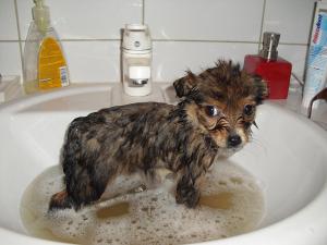 Прикачена снимка