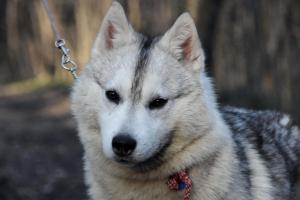 Прикачена снимка
