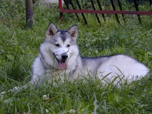Прикачена снимка