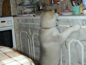 Прикачена снимка