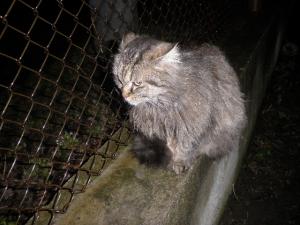Прикачена снимка