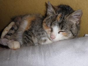 Прикачена снимка