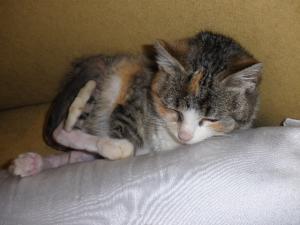 Прикачена снимка