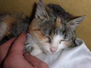 Прикачена снимка