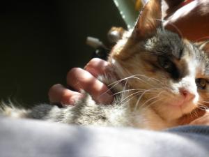 Прикачена снимка