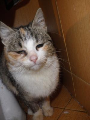 Прикачена снимка