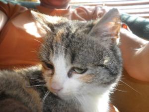 Прикачена снимка