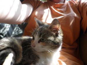 Прикачена снимка