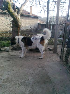 Прикачена снимка