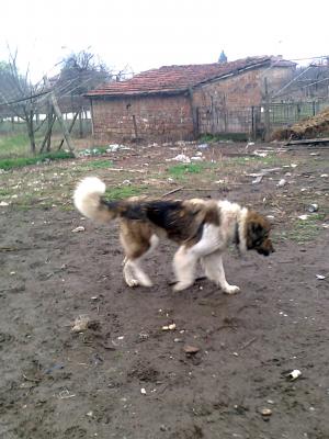 Прикачена снимка