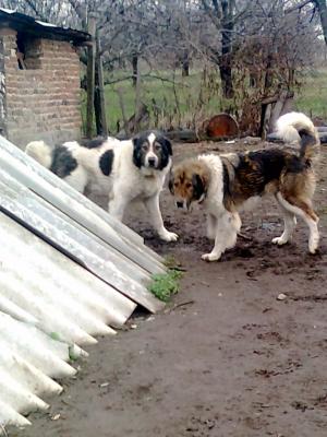 Прикачена снимка