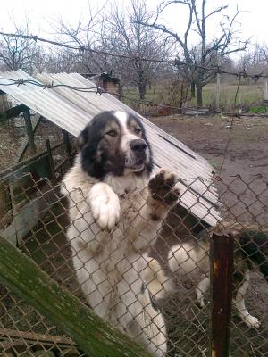 Прикачена снимка