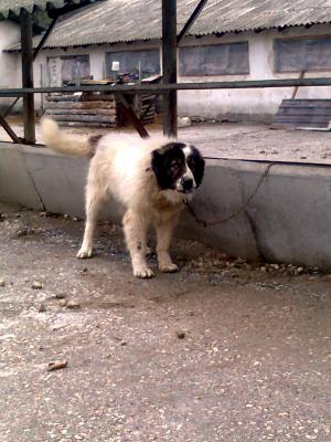 Прикачена снимка