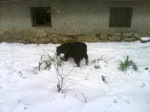 Прикачена снимка