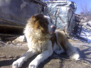 Прикачена снимка