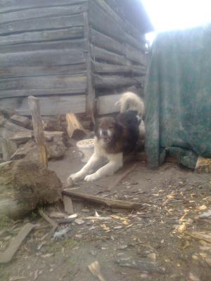 Прикачена снимка