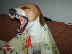 Прикачена снимка