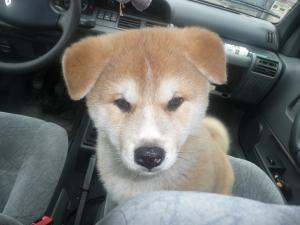 Прикачена снимка