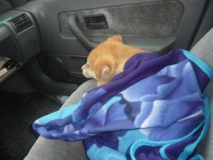 Прикачена снимка
