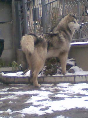 Прикачена снимка