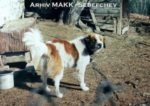 Прикачена снимка