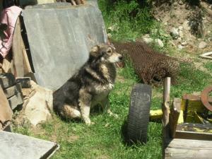 Прикачена снимка