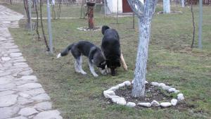 Прикачена снимка
