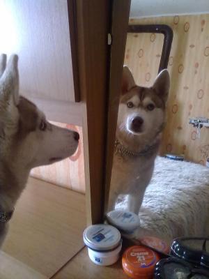 Прикачена снимка