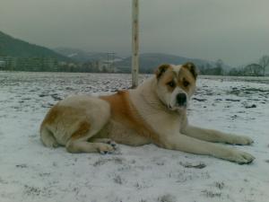 Прикачена снимка