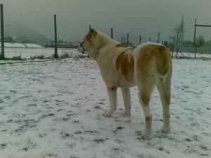 Прикачена снимка