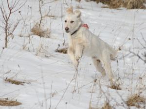 Прикачена снимка