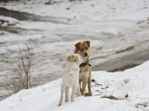 Прикачена снимка