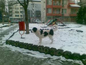 Прикачена снимка