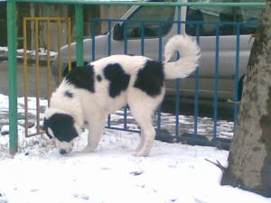 Прикачена снимка