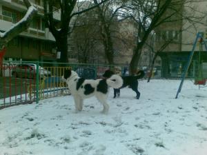 Прикачена снимка