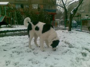 Прикачена снимка