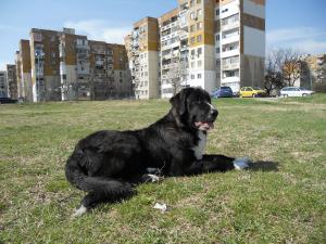 Прикачена снимка