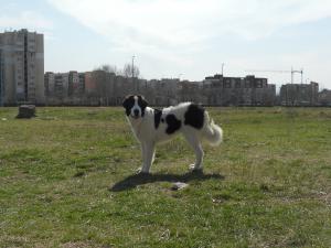 Прикачена снимка
