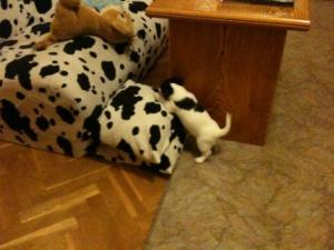 Прикачена снимка