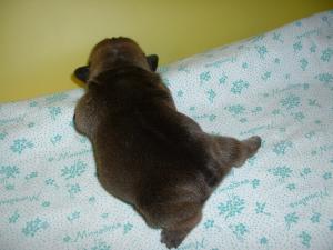 Прикачена снимка