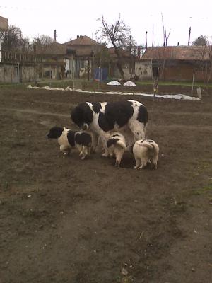 Прикачена снимка