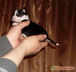 Прикачена снимка